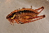  ( - GBOL14147)  @13 [ ] CreativeCommons - Attribution Non-Commercial Share-Alike (2015) Unspecified SNSB, Zoologische Staatssammlung Muenchen