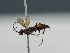  ( - BC ZSM HYM 11094)  @13 [ ] CreativeCommons - Attribution Non-Commercial Share-Alike (2018) SNSB, Staatliche Naturwissenschaftliche Sammlungen Bayerns ZSM (SNSB, Zoologische Staatssammlung Muenchen)