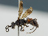  ( - BC ZSM HYM 11096)  @13 [ ] CreativeCommons - Attribution Non-Commercial Share-Alike (2018) SNSB, Staatliche Naturwissenschaftliche Sammlungen Bayerns ZSM (SNSB, Zoologische Staatssammlung Muenchen)