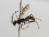  ( - BC ZSM HYM 11104)  @13 [ ] CreativeCommons - Attribution Non-Commercial Share-Alike (2018) SNSB, Staatliche Naturwissenschaftliche Sammlungen Bayerns ZSM (SNSB, Zoologische Staatssammlung Muenchen)