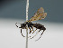  ( - BC ZSM HYM 11105)  @13 [ ] CreativeCommons - Attribution Non-Commercial Share-Alike (2018) SNSB, Staatliche Naturwissenschaftliche Sammlungen Bayerns ZSM (SNSB, Zoologische Staatssammlung Muenchen)