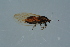 ( - GBOL17973)  @12 [ ] CreativeCommons - Attribution Non-Commercial Share-Alike (2015) Unspecified SNSB, Zoologische Staatssammlung Muenchen