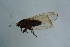  ( - GBOL17977)  @12 [ ] CreativeCommons - Attribution Non-Commercial Share-Alike (2015) Unspecified SNSB, Zoologische Staatssammlung Muenchen