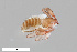 ( - ZFMK-TIS-2528594)  @11 [ ] CreativeCommons  Attribution Share-Alike (by-sa) 4.0 (2014) Unspecified Zoologisches Forschungsmuseum Alexander Koenig