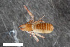  ( - ZFMK-TIS-2553341)  @11 [ ] CreativeCommons  Attribution Share-Alike (by-sa) 4.0 (2016) Unspecified Zoologisches Forschungsmuseum Alexander Koenig