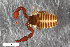  ( - ZFMK-TIS-2553343)  @11 [ ] CreativeCommons  Attribution Share-Alike (by-sa) 4.0 (2016) Unspecified Zoologisches Forschungsmuseum Alexander Koenig