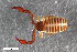  ( - ZFMK-TIS-2553344)  @11 [ ] CreativeCommons  Attribution Share-Alike (by-sa) 4.0 (2016) Unspecified Zoologisches Forschungsmuseum Alexander Koenig