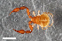 (Allochernes wideri - ZFMK-TIS-2553364)  @11 [ ] CreativeCommons  Attribution Share-Alike (by-sa) 4.0 (2016) Unspecified Zoologisches Forschungsmuseum Alexander Koenig