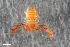  ( - ZFMK-TIS-2555785)  @11 [ ] CreativeCommons  Attribution Share-Alike (by-sa) 4.0 (2015) Unspecified Zoologisches Forschungsmuseum Alexander Koenig