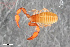  ( - ZFMK-TIS-2555801)  @11 [ ] CreativeCommons  Attribution Share-Alike (by-sa) 4.0 (2015) Unspecified Zoologisches Forschungsmuseum Alexander Koenig