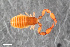  ( - ZFMK-TIS-2555829)  @11 [ ] CreativeCommons  Attribution Share-Alike (by-sa) 4.0 (2015) Unspecified Zoologisches Forschungsmuseum Alexander Koenig