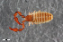  ( - ZFMK-TIS-2555849)  @11 [ ] CreativeCommons  Attribution Share-Alike (by-sa) 4.0 (2015) Unspecified Zoologisches Forschungsmuseum Alexander Koenig