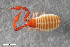  ( - ZFMK-TIS-2568629)  @11 [ ] CreativeCommons  Attribution Share-Alike (by-sa) 4.0 (2017) Unspecified Zoologisches Forschungsmuseum Alexander Koenig