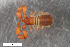  ( - ZFMK-TIS-2568633)  @11 [ ] CreativeCommons  Attribution Share-Alike (by-sa) 4.0 (2017) Unspecified Zoologisches Forschungsmuseum Alexander Koenig