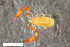  ( - ZFMK-TIS-2568644)  @11 [ ] CreativeCommons  Attribution Share-Alike (by-sa) 4.0 (2017) Unspecified Zoologisches Forschungsmuseum Alexander Koenig