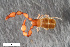  ( - ZFMK-TIS-2568650)  @11 [ ] CreativeCommons  Attribution Share-Alike (by-sa) 4.0 (2017) Unspecified Zoologisches Forschungsmuseum Alexander Koenig