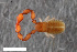 ( - ZFMK-TIS-2568655)  @11 [ ] CreativeCommons  Attribution Share-Alike (by-sa) 4.0 (2017) Unspecified Zoologisches Forschungsmuseum Alexander Koenig