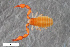  ( - ZFMK-TIS-2568661)  @11 [ ] CreativeCommons  Attribution Share-Alike (by-sa) 4.0 (2017) Unspecified Zoologisches Forschungsmuseum Alexander Koenig