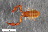  ( - ZFMK-TIS-2568663)  @11 [ ] CreativeCommons  Attribution Share-Alike (by-sa) 4.0 (2017) Unspecified Zoologisches Forschungsmuseum Alexander Koenig