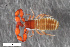  ( - ZFMK-TIS-2568675)  @11 [ ] CreativeCommons  Attribution Share-Alike (by-sa) 4.0 (2017) Unspecified Zoologisches Forschungsmuseum Alexander Koenig