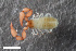  (Lamprochernes chyzeri - ZFMK-TIS-2568676)  @11 [ ] CreativeCommons  Attribution Share-Alike (by-sa) 4.0 (2017) Unspecified Zoologisches Forschungsmuseum Alexander Koenig