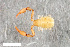  ( - ZFMK-TIS-2568704)  @11 [ ] CreativeCommons  Attribution Share-Alike (by-sa) 4.0 (2018) Unspecified Zoologisches Forschungsmuseum Alexander Koenig