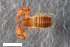  ( - ZFMK-TIS-2568718)  @11 [ ] CreativeCommons  Attribution Share-Alike (by-sa) 4.0 (2017) Unspecified Zoologisches Forschungsmuseum Alexander Koenig