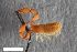  ( - ZFMK-TIS-2568722)  @11 [ ] CreativeCommons  Attribution Share-Alike (by-sa) 4.0 (2017) Unspecified Zoologisches Forschungsmuseum Alexander Koenig