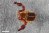  ( - ZFMK-TIS-2568735)  @11 [ ] CreativeCommons  Attribution Share-Alike (by-sa) 4.0 (2017) Unspecified Zoologisches Forschungsmuseum Alexander Koenig
