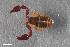  ( - ZFMK-TIS-2568740)  @11 [ ] CreativeCommons  Attribution Share-Alike (by-sa) 4.0 (2017) Unspecified Zoologisches Forschungsmuseum Alexander Koenig