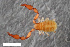  ( - ZFMK-TIS-2568743)  @11 [ ] CreativeCommons  Attribution Share-Alike (by-sa) 4.0 (2017) Unspecified Zoologisches Forschungsmuseum Alexander Koenig