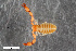  ( - ZFMK-TIS-2568746)  @11 [ ] CreativeCommons  Attribution Share-Alike (by-sa) 4.0 (2017) Unspecified Zoologisches Forschungsmuseum Alexander Koenig