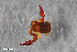  ( - ZFMK-TIS-2568747)  @11 [ ] CreativeCommons  Attribution Share-Alike (by-sa) 4.0 (2017) Unspecified Zoologisches Forschungsmuseum Alexander Koenig