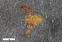  ( - ZFMK-TIS-2568755)  @11 [ ] CreativeCommons  Attribution Share-Alike (by-sa) 4.0 (2017) Unspecified Zoologisches Forschungsmuseum Alexander Koenig