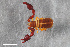  ( - ZFMK-TIS-2568778)  @11 [ ] CreativeCommons  Attribution Share-Alike (by-sa) 4.0 (2017) Unspecified Zoologisches Forschungsmuseum Alexander Koenig