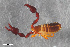  ( - ZFMK-TIS-2568779)  @11 [ ] CreativeCommons  Attribution Share-Alike (by-sa) 4.0 (2017) Unspecified Zoologisches Forschungsmuseum Alexander Koenig