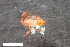  ( - ZFMK-TIS-2576364)  @11 [ ] CreativeCommons  Attribution Share-Alike (by-sa) 4.0 (2016) Unspecified Zoologisches Forschungsmuseum Alexander Koenig