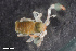  ( - ZFMK-TIS-2579706)  @11 [ ] CreativeCommons  Attribution Share-Alike (by-sa) 4.0 (2016) Unspecified Zoologisches Forschungsmuseum Alexander Koenig