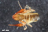  (Ephippiochthonius fuscimanus - ZFMK-TIS-2579781)  @11 [ ] CreativeCommons  Attribution Share-Alike (by-sa) 4.0 (2016) Unspecified Zoologisches Forschungsmuseum Alexander Koenig