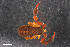  ( - ZFMK-TIS-2579785)  @11 [ ] CreativeCommons  Attribution Share-Alike (by-sa) 4.0 (2016) Unspecified Zoologisches Forschungsmuseum Alexander Koenig