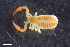  ( - ZFMK-TIS-2579786)  @11 [ ] CreativeCommons  Attribution Share-Alike (by-sa) 4.0 (2016) Unspecified Zoologisches Forschungsmuseum Alexander Koenig