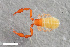  (Allochernes powelli - ZFMK-TIS-2586546)  @11 [ ] CreativeCommons  Attribution Share-Alike (by-sa) 4.0 (2018) Unspecified Zoologisches Forschungsmuseum Alexander Koenig