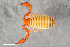 ( - ZFMK-TIS-2586547)  @11 [ ] CreativeCommons  Attribution Share-Alike (by-sa) 4.0 (2018) Unspecified Zoologisches Forschungsmuseum Alexander Koenig