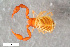 ( - ZFMK-TIS-2586548)  @11 [ ] CreativeCommons  Attribution Share-Alike (by-sa) 4.0 (2018) Unspecified Zoologisches Forschungsmuseum Alexander Koenig