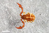 ( - ZFMK-TIS-2586558)  @11 [ ] CreativeCommons  Attribution Share-Alike (by-sa) 4.0 (2018) Unspecified Zoologisches Forschungsmuseum Alexander Koenig