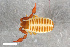  ( - ZFMK-TIS-2586579)  @11 [ ] CreativeCommons  Attribution Share-Alike (by-sa) 4.0 (2018) Unspecified Zoologisches Forschungsmuseum Alexander Koenig