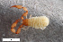  ( - ZFMK-TIS-2607698)  @11 [ ] CreativeCommons  Attribution Share-Alike (by-sa) 4.0 (2018) Unspecified Zoologisches Forschungsmuseum Alexander Koenig