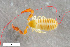  ( - ZFMK-TIS-2615708)  @11 [ ] CreativeCommons  Attribution Share-Alike (by-sa) 4.0 (2018) Unspecified Zoologisches Forschungsmuseum Alexander Koenig