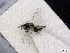  ( - BC-ZSM-HYM-01772-C10)  @12 [ ] CreativeCommons - Attribution Non-Commercial Share-Alike (2015) Stefan Schmidt SNSB, Zoologische Staatssammlung Muenchen