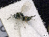  ( - BC-ZSM-HYM-01772-D07)  @13 [ ] CreativeCommons - Attribution Non-Commercial Share-Alike (2015) Stefan Schmidt SNSB, Zoologische Staatssammlung Muenchen